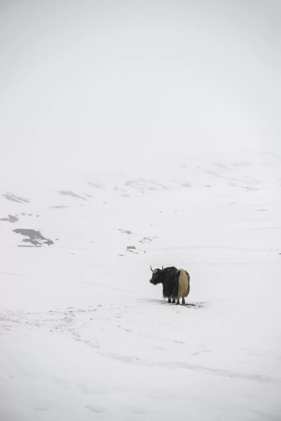 Photo of Langza, Himachal Pradesh, India by Nimit Nigam