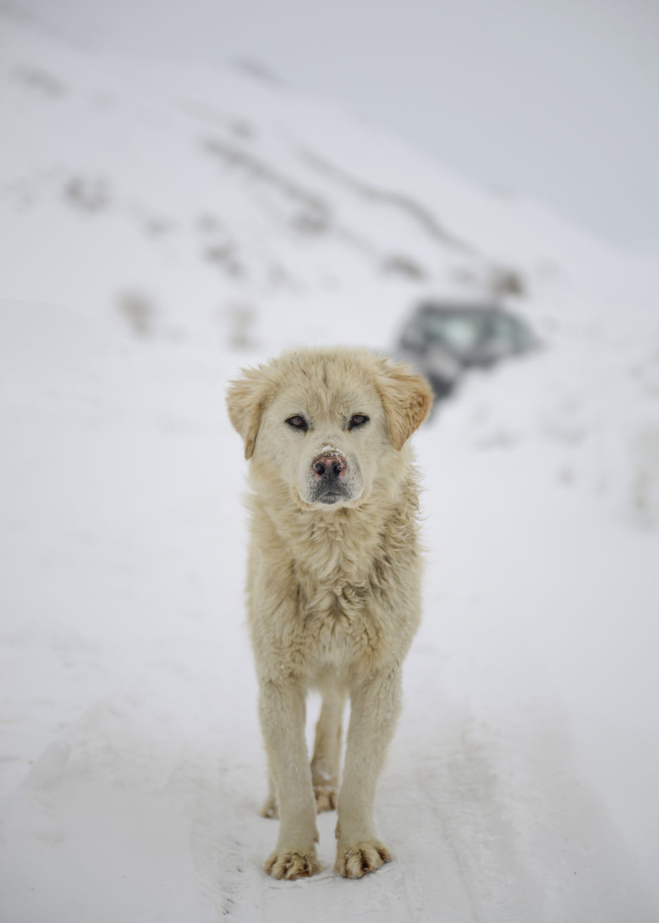 Photo of Langza, Himachal Pradesh, India by Nimit Nigam