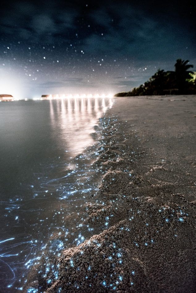 Photo of Bioluminescent Beach Phenomenon in the Maldives β The Glowing Beach 1/1 by william barry