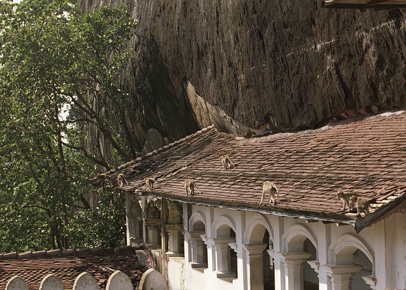 Photo of The Dambulla Cave Temple – A Wonder of Sri Lanka 2/5 by william barry