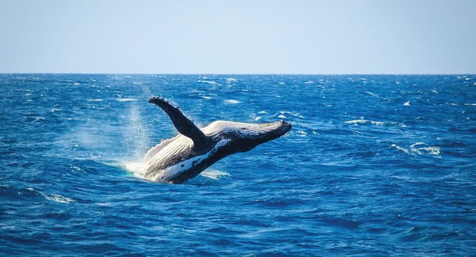 Photo of Adventures in Mozambique Off the Beaten Track – Enriching & Exciting Escapades! 4/5 by william barry