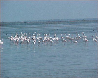 Photo of Chilika Lake, Odisha, India by Yamini Vijendran