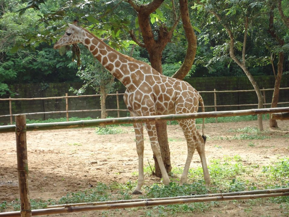 Photo of Nandankanan Zoological Park, Bhubaneswar, Odisha, India by Yamini Vijendran