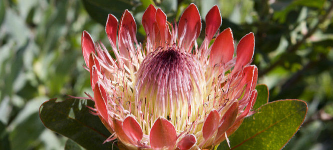 Photo of Kirstenbosch National Botanical Garden, Cape Town, Western Cape, South Africa by Stephen