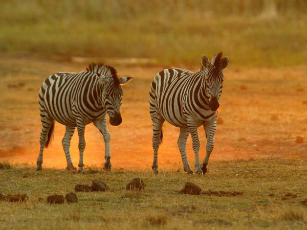 Photo of Selinda National Park by Stephen