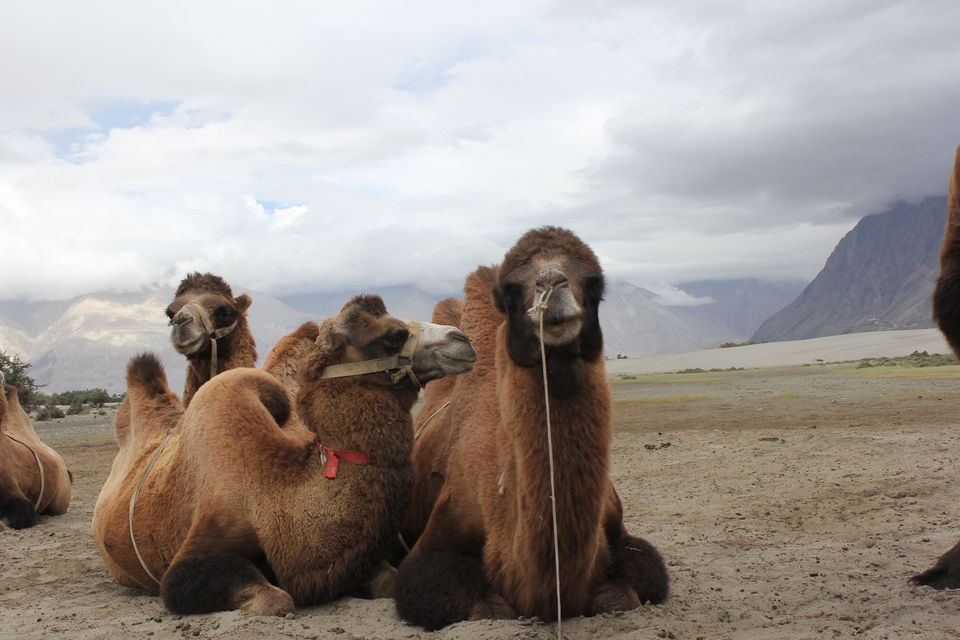 Photo of Ladakh: A journey into myself 15/53 by Kaushal Meena