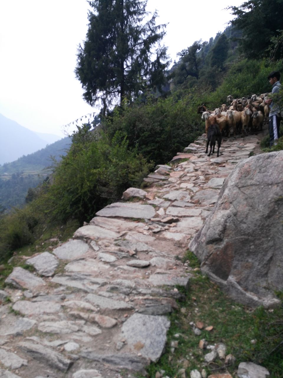 Photo of Chandrashila, Tungnath, Uttarakhand, India by Budget Traveller