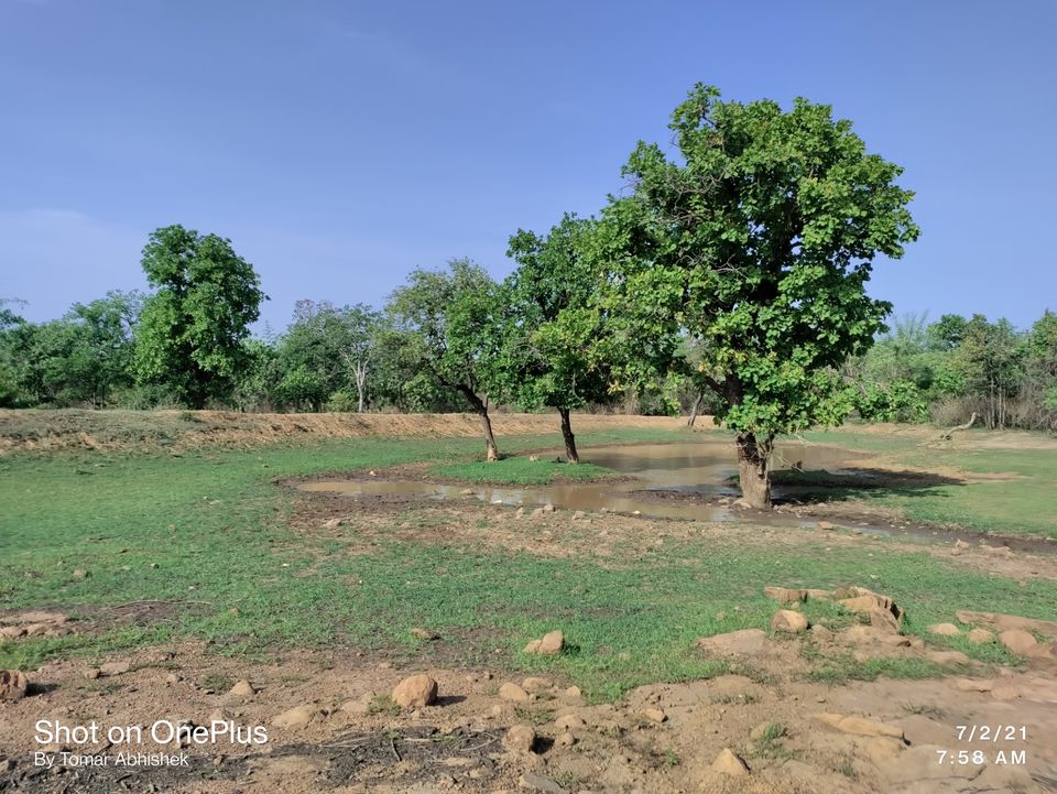 Photo of जंगल सफारी, पन्ना by Abhishek Singh Tomar