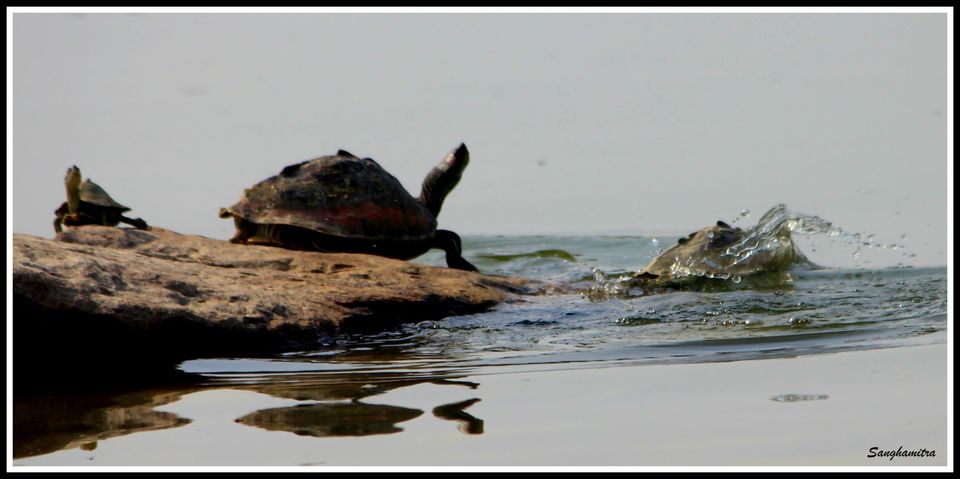Photo of Chambel River, Madhya Pradesh, India by Sanghamitra Biswas Jayant