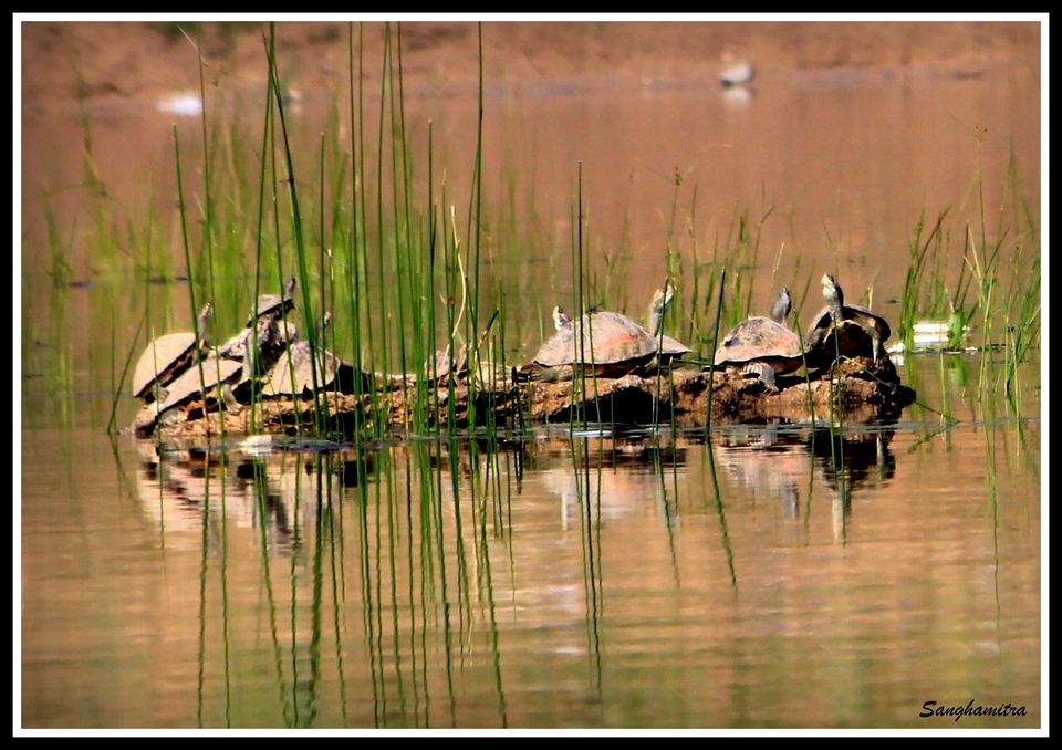 Photo of Chambel River, Madhya Pradesh, India by Sanghamitra Biswas Jayant