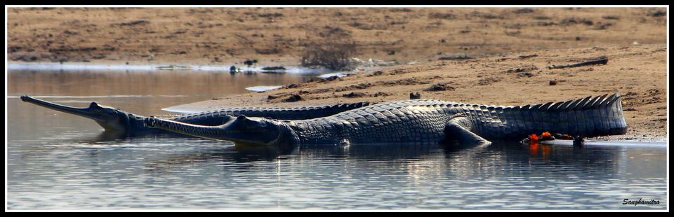 Photo of Chambel River, Madhya Pradesh, India by Sanghamitra Biswas Jayant