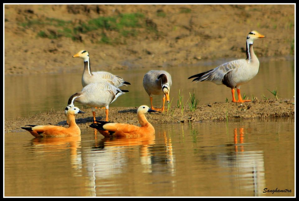 Photo of Chambel River, Madhya Pradesh, India by Sanghamitra Biswas Jayant