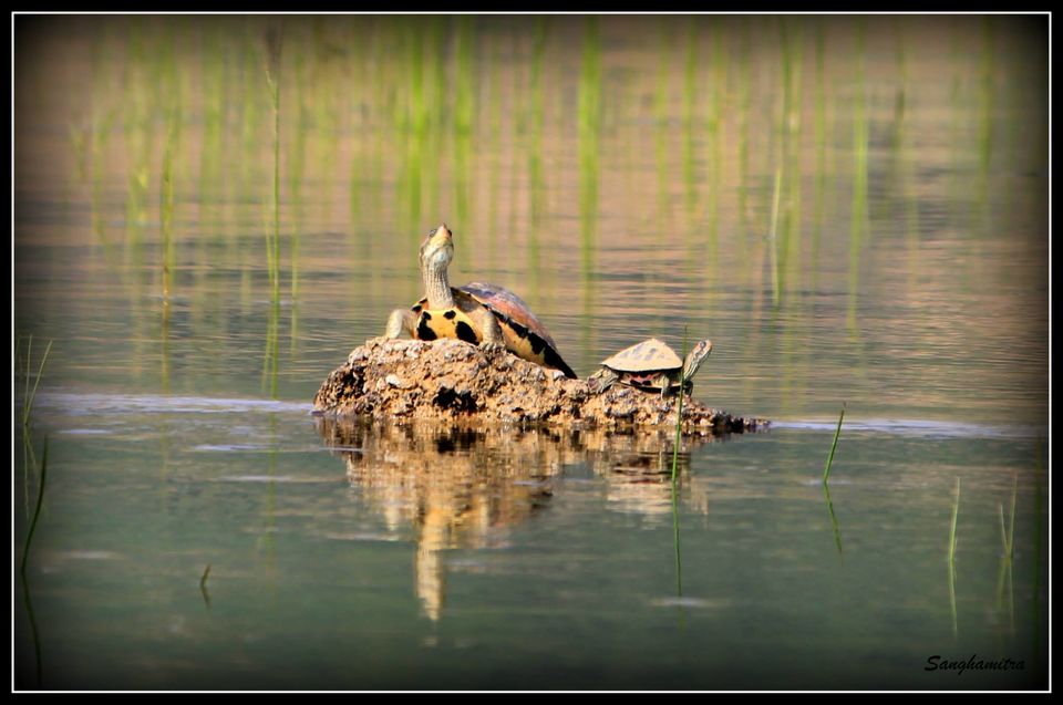 Photo of Chambel River, Madhya Pradesh, India by Sanghamitra Biswas Jayant