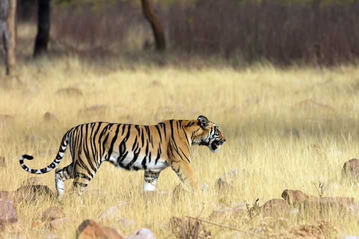 Photo of Tadobha - A land of big cats ! by Kaushik Ghelani