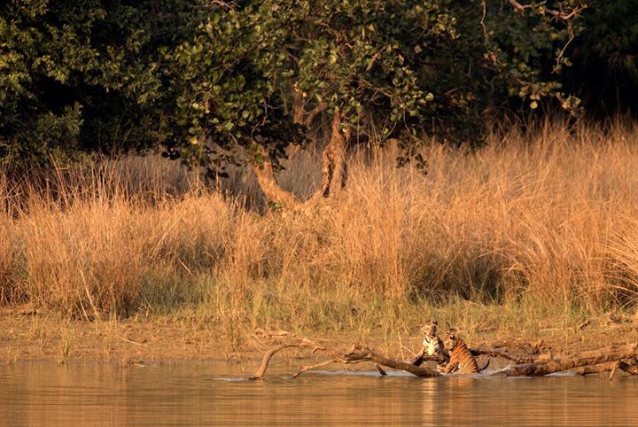 Photo of Tadobha - A land of big cats ! by Kaushik Ghelani