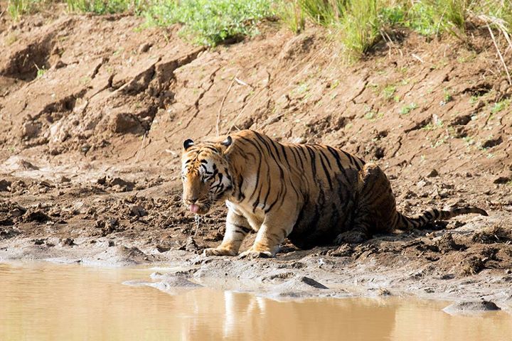 Photo of Tadobha - A land of big cats ! by Kaushik Ghelani