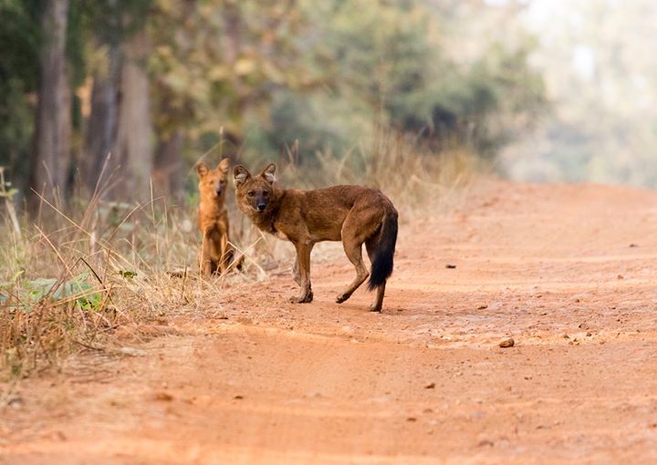 Photo of Tadobha - A land of big cats ! by Kaushik Ghelani