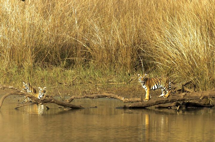 Photo of Tadobha - A land of big cats ! by Kaushik Ghelani