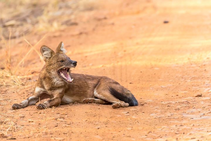 Photo of Tadobha - A land of big cats ! by Kaushik Ghelani