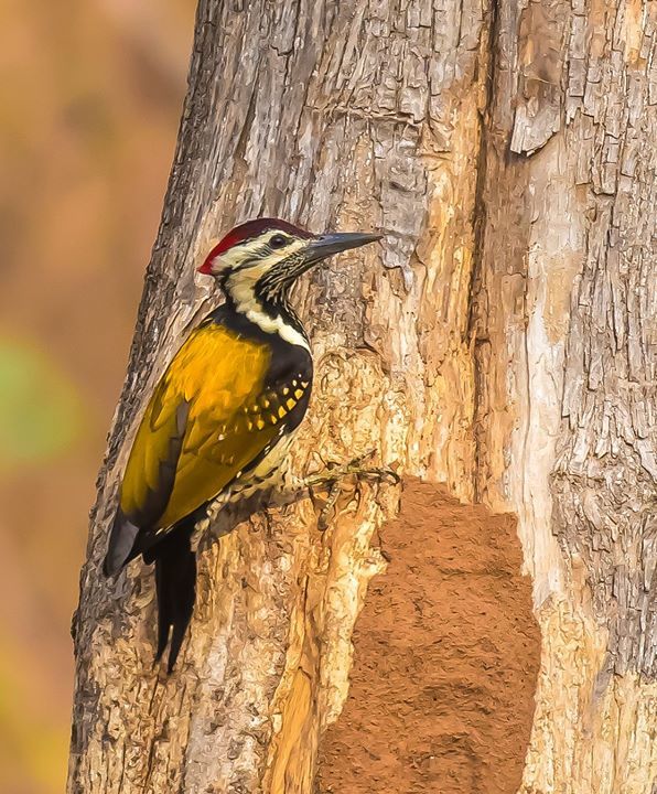 Photo of Tadobha - A land of big cats ! by Kaushik Ghelani
