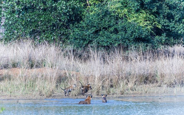 Photo of Tadobha - A land of big cats ! by Kaushik Ghelani