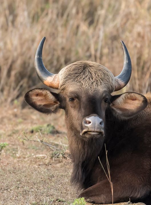Photo of Tadobha - A land of big cats ! by Kaushik Ghelani