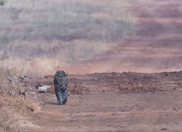 Photo of Tadobha - A land of big cats ! by Kaushik Ghelani