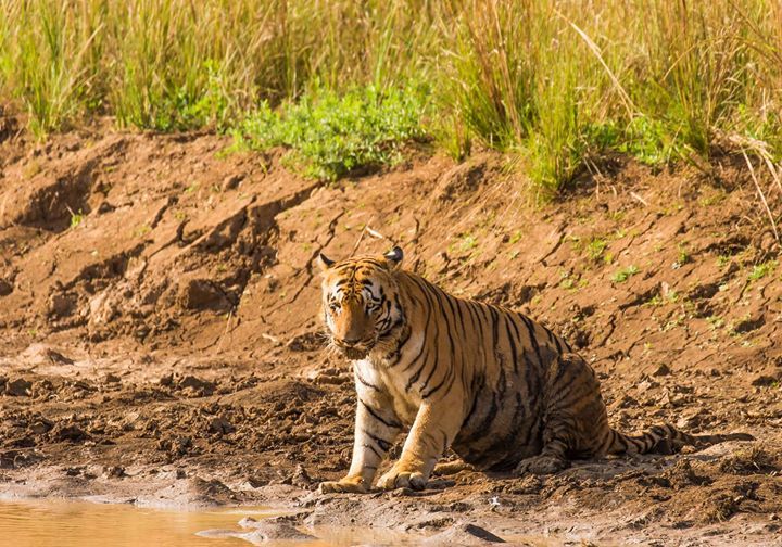 Photo of Tadobha - A land of big cats ! by Kaushik Ghelani