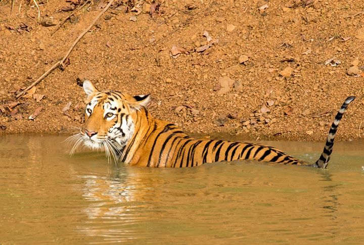 Photo of Tadobha - A land of big cats ! by Kaushik Ghelani