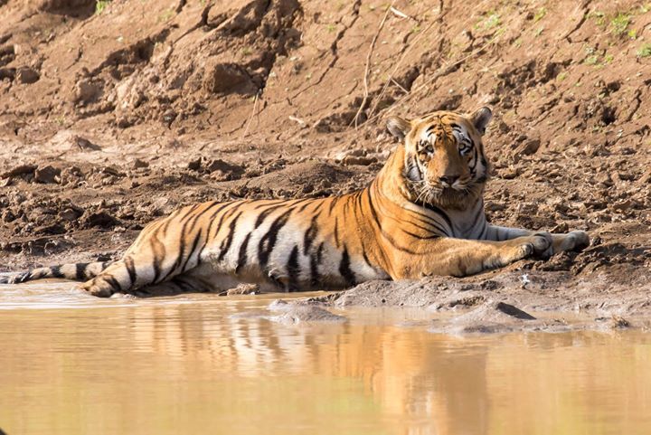 Photo of Tadobha - A land of big cats ! by Kaushik Ghelani