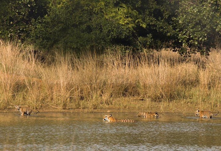 Photo of Tadobha - A land of big cats ! by Kaushik Ghelani
