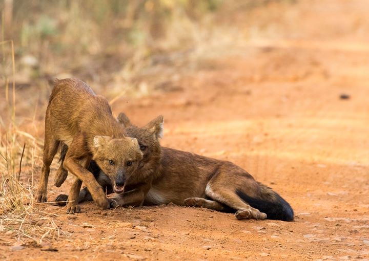 Photo of Tadobha - A land of big cats ! by Kaushik Ghelani