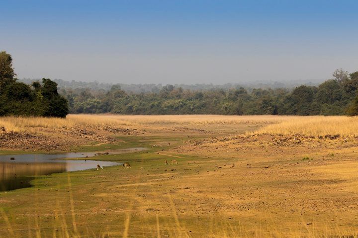 Photo of Tadobha - A land of big cats ! by Kaushik Ghelani