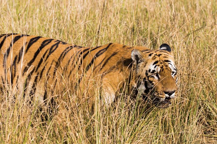 Photo of Tadobha - A land of big cats ! by Kaushik Ghelani