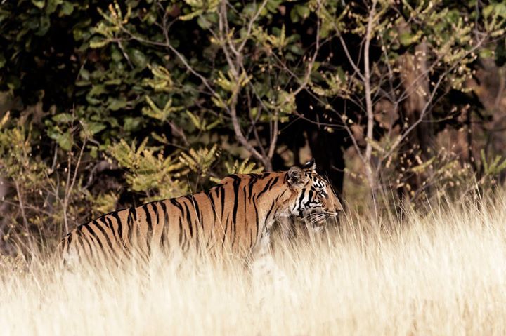 Photo of Tadobha - A land of big cats ! by Kaushik Ghelani