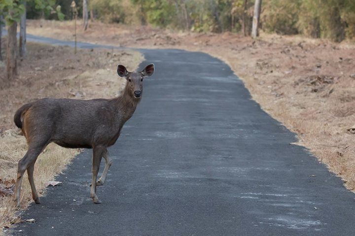 Photo of Tadobha - A land of big cats ! by Kaushik Ghelani