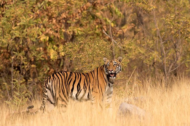 Photo of Tadobha - A land of big cats ! by Kaushik Ghelani