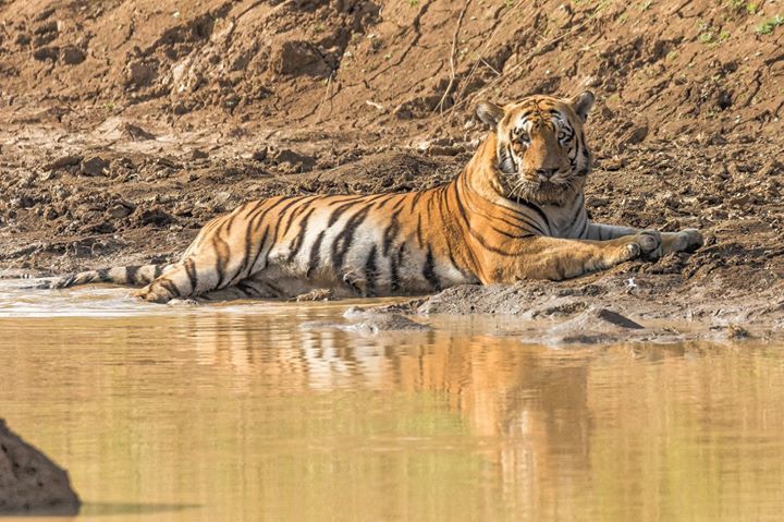 Photo of Tadobha - A land of big cats ! by Kaushik Ghelani