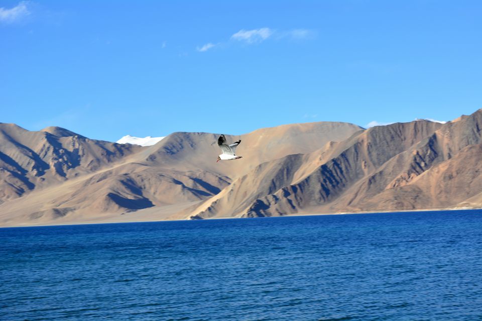 Photo of Kashmir: An Unforeseen Adventure part 2. 6/26 by The Travelling Assassin
