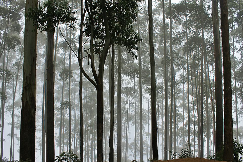 Photo of From Suruli to Kodai - Feel good days. 1/19 by The Travelling Assassin