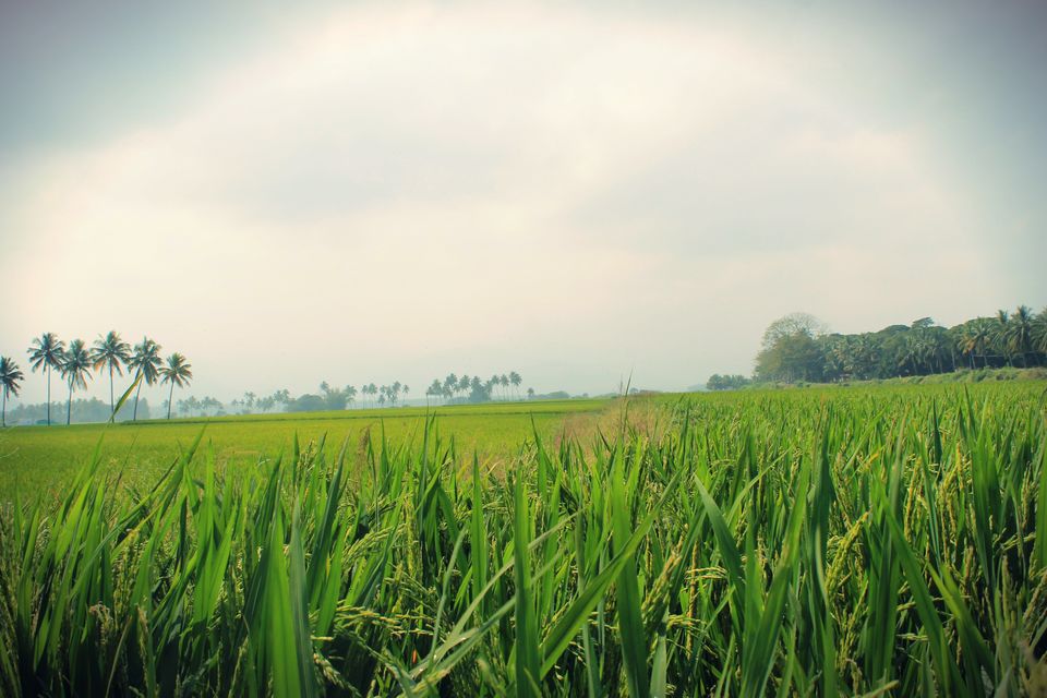 Photo of From Suruli to Kodai - Feel good days. 3/19 by The Travelling Assassin