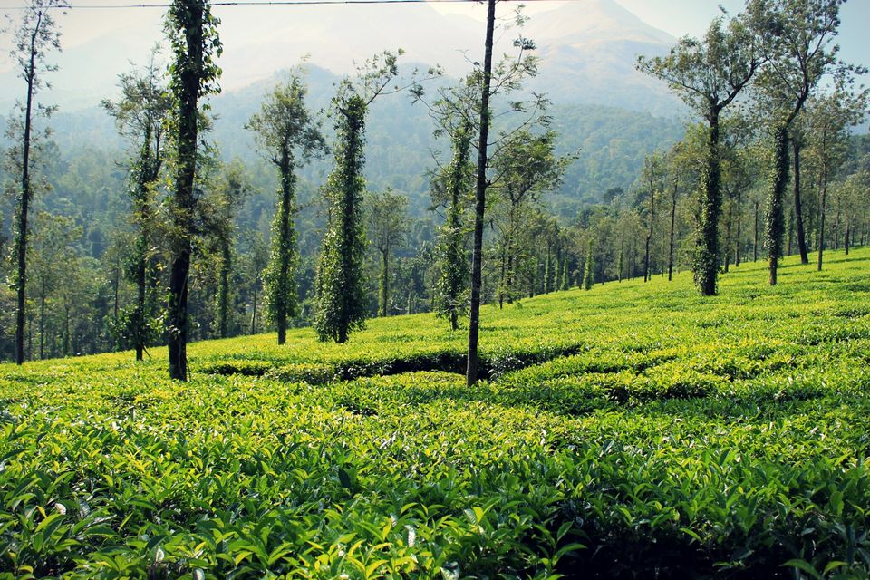 Photo of 4 Wanderers and their wonderful Wayanad tale. 1/2 by The Travelling Assassin