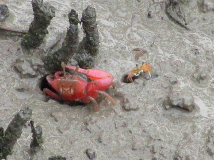 Photo of Sunderbans : The Mangroves of India 8/15 by Muktadhara Ray
