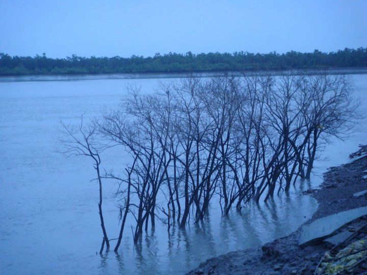 Photo of Sunderbans : The Mangroves of India 14/15 by Muktadhara Ray