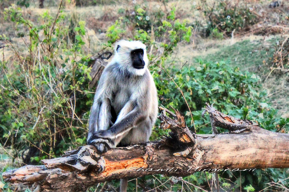 Photo of Dhela, Uttarakhand, India by Shamli Hingorani