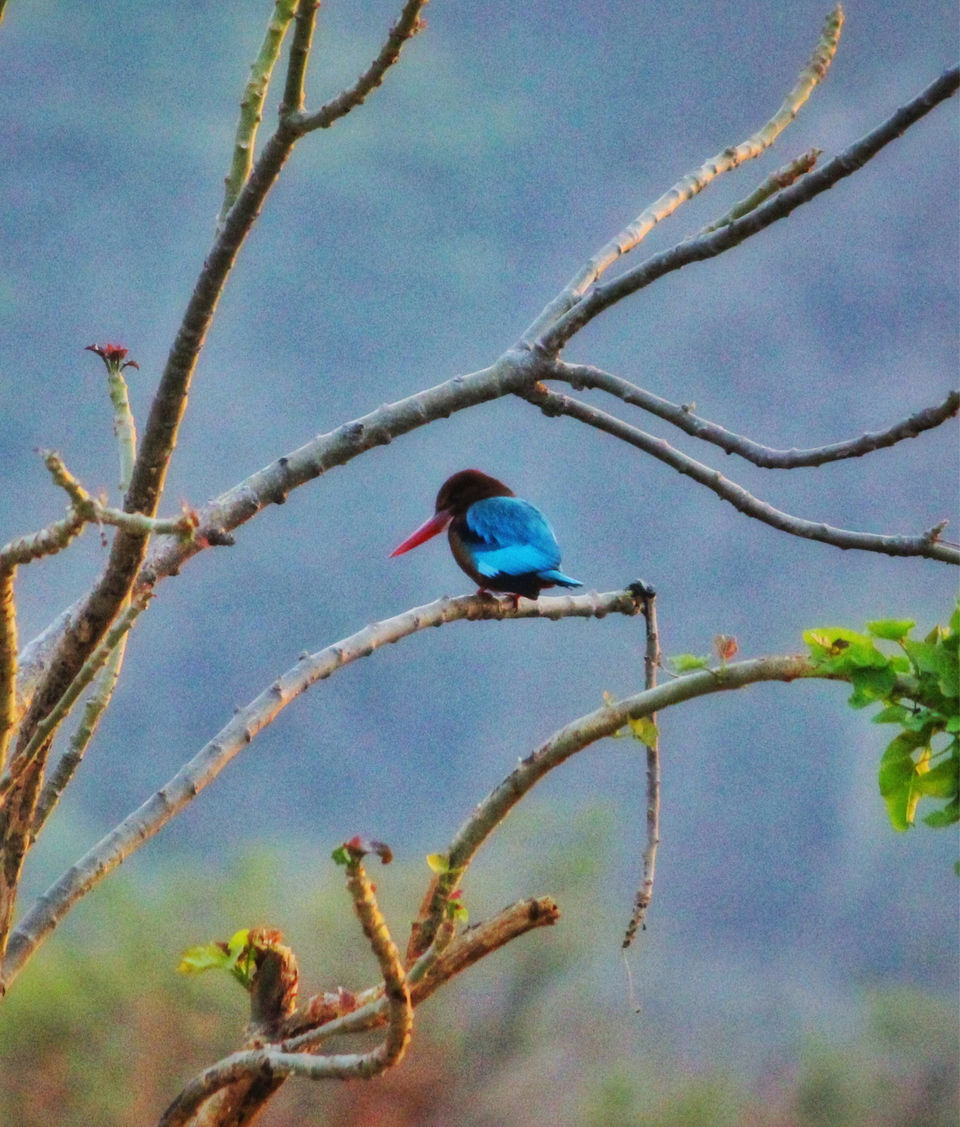 Photo of Dhela, Uttarakhand, India by Shamli Hingorani