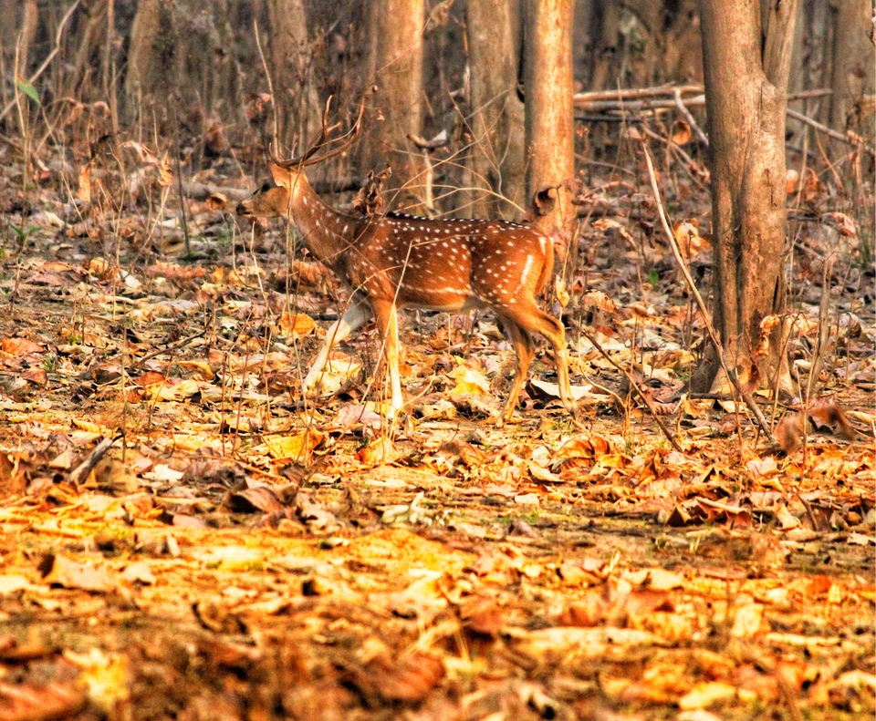 Photo of Dhela, Uttarakhand, India by Shamli Hingorani