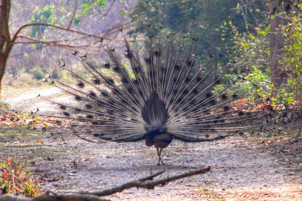 Photo of Dhela, Uttarakhand, India by Shamli Hingorani