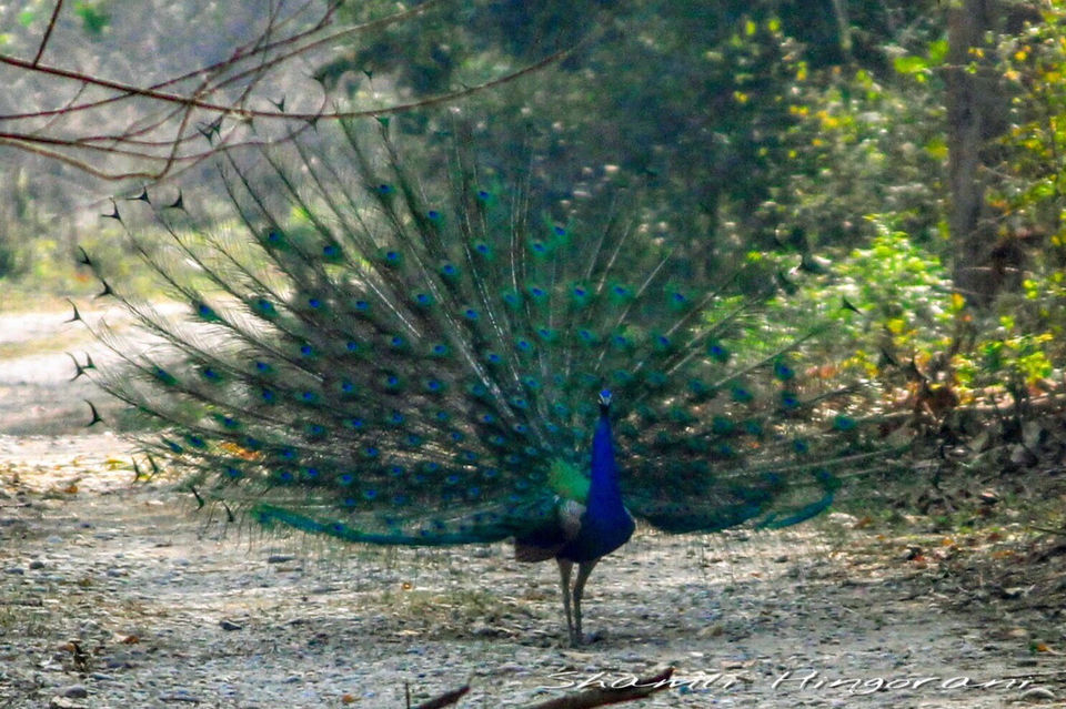 Photo of Dhela, Uttarakhand, India by Shamli Hingorani