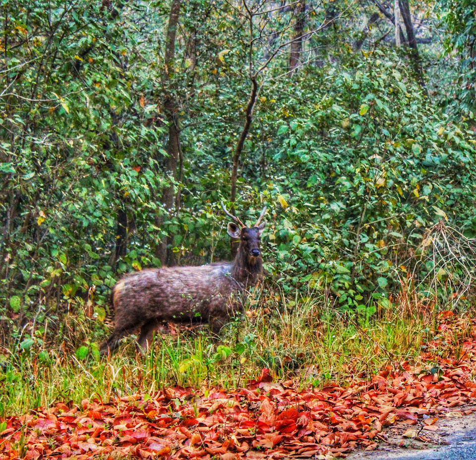 Photo of Dhela, Uttarakhand, India by Shamli Hingorani